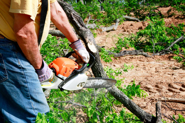 Emergency Storm Tree Removal in Greenfield, WI